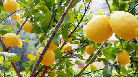 Le terme « agrume » recouvre une infinité de fruits différents. Le terme « agrume » recouvre une infinité de fruits différents.